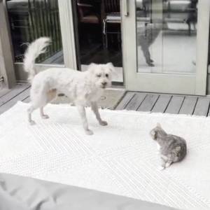 James Gunn comparte primeras imágenes de prueba de Ozu como Krypto para “Superman”